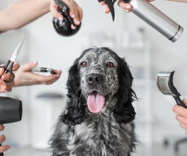 Garden room for dog grooming